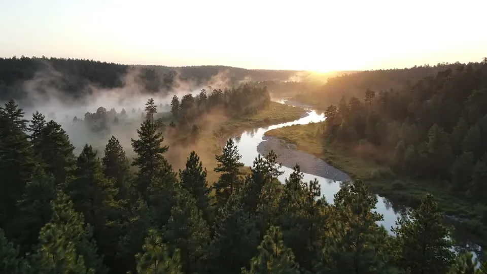 Video prompt generator example: drone shot over a misty pine forest at sunrise, made with Veo 3.1 Lite